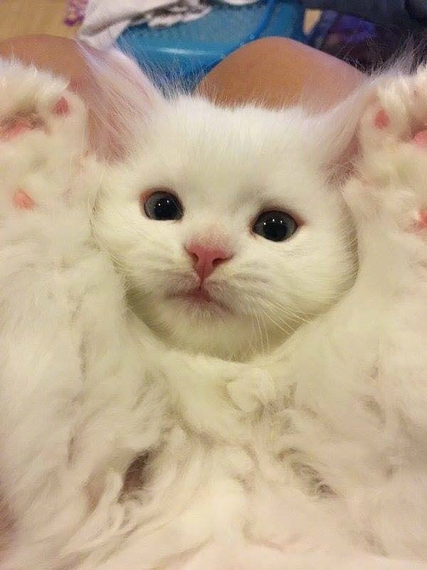 【今日萌图】都说女生像猫,来看看哪种适合当你的猫系女票