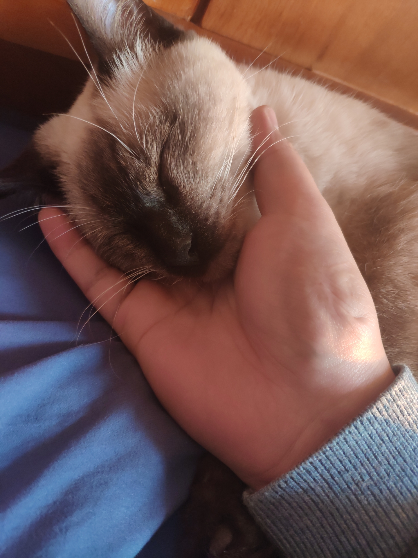 自撸猫