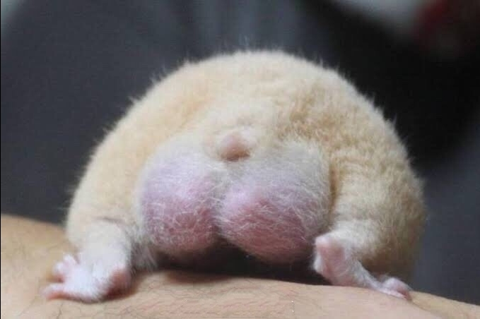 【今日萌图】主人带仓鼠去医院看病说小可怜长了肿瘤,医生看了一眼