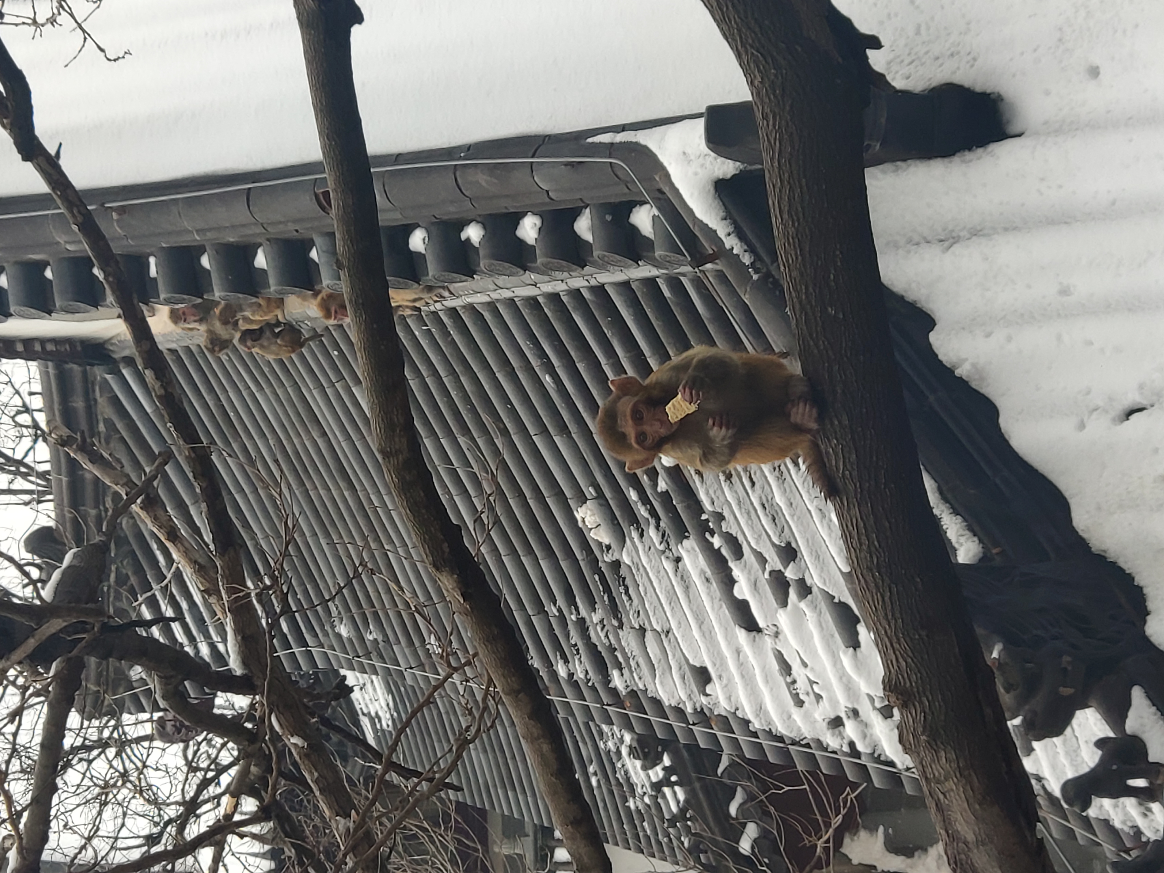 啦穿过大雄宝殿走山路拍到的猴子背影大雄宝殿进入三元宫就是天王殿