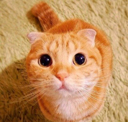 今日萌图红猫停绿猫行橘猫亮了等一等