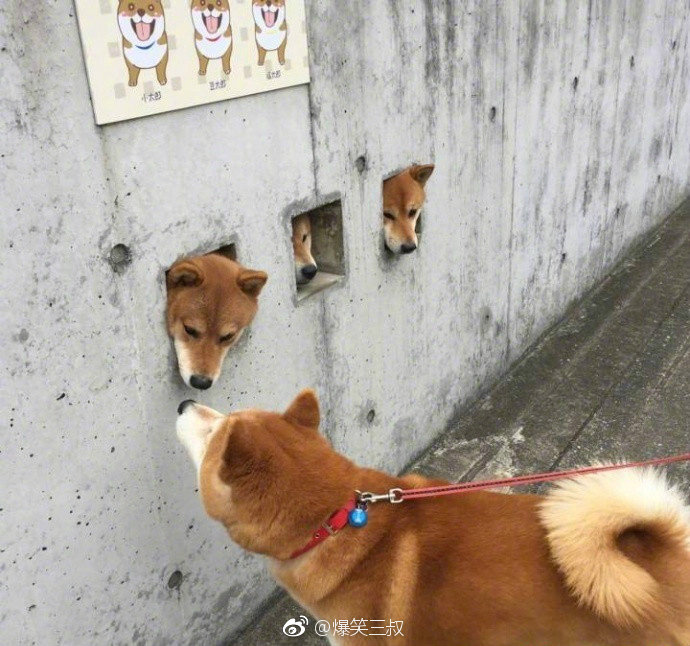 今日萌图舔狗舔到最后不得housejpg