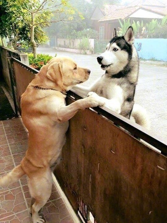 今日萌图舔狗舔到最后不得housejpg