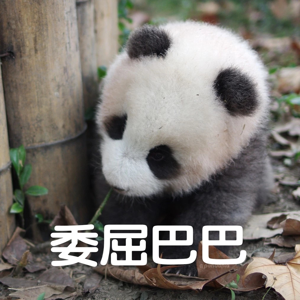 【熊猫】团子什么的最可爱啦