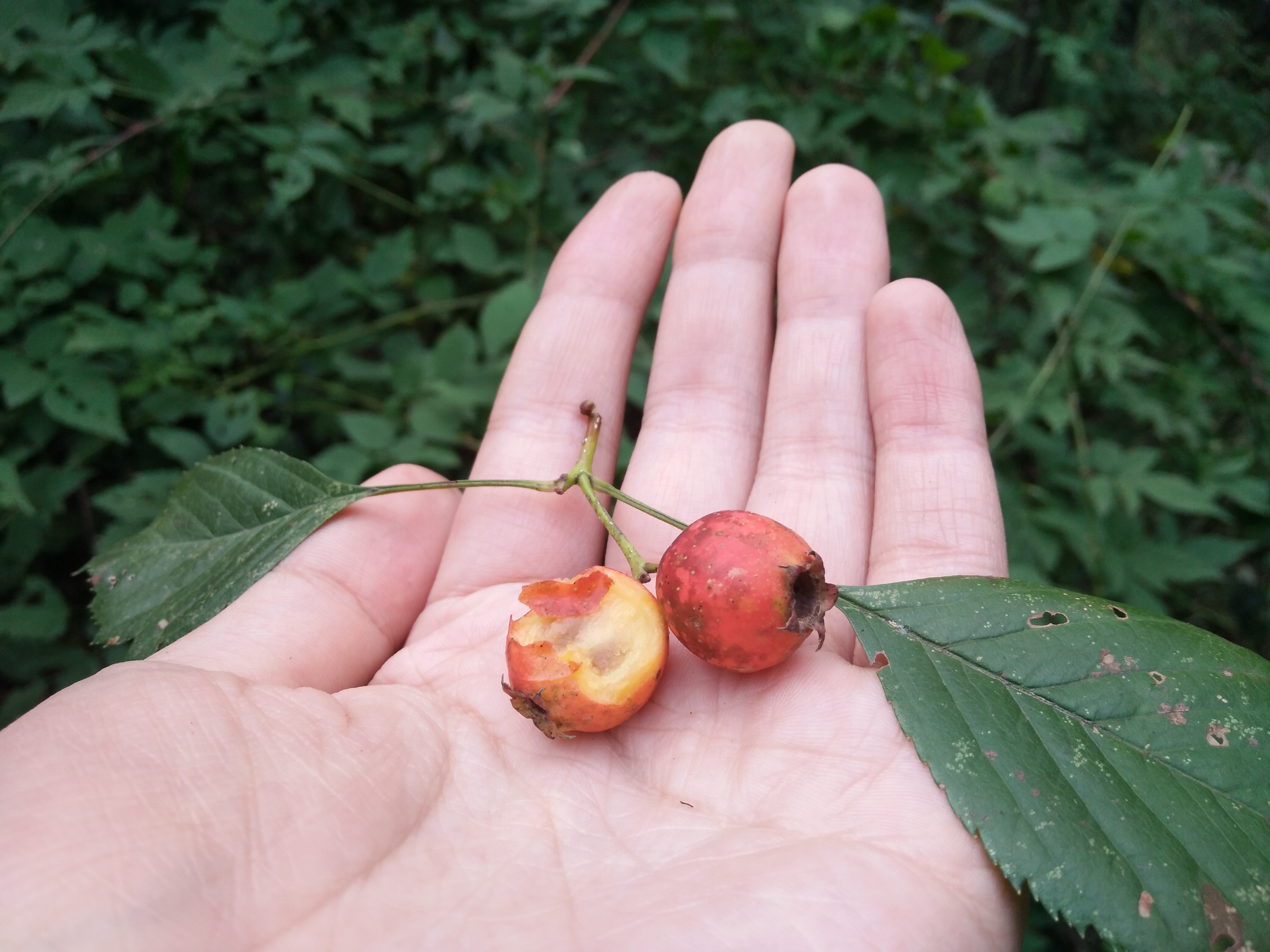 爬山随拍山里的花草什么的嗷