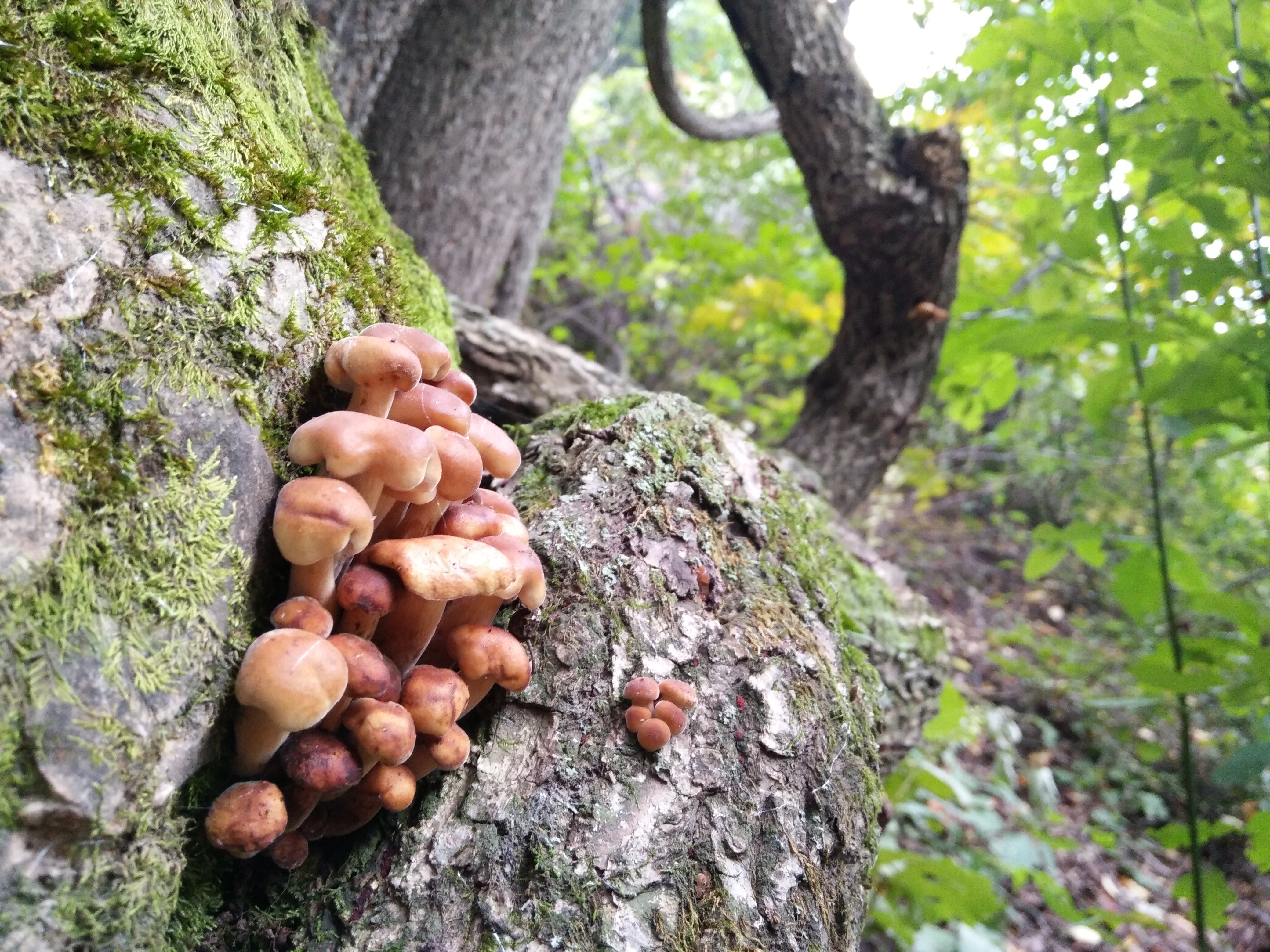 棕色的,我看到过有白黑花纹的,村边黄土塬上也有很多石龙子.