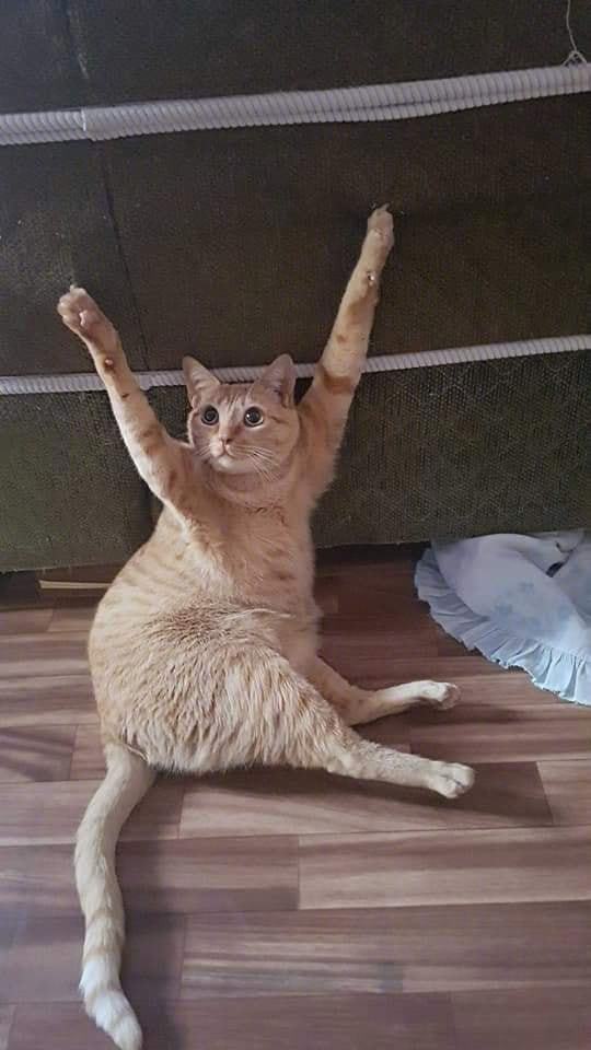 【今日萌图】从(救)我(命)的(我)家(打)滚(不)出(过)去(它)!