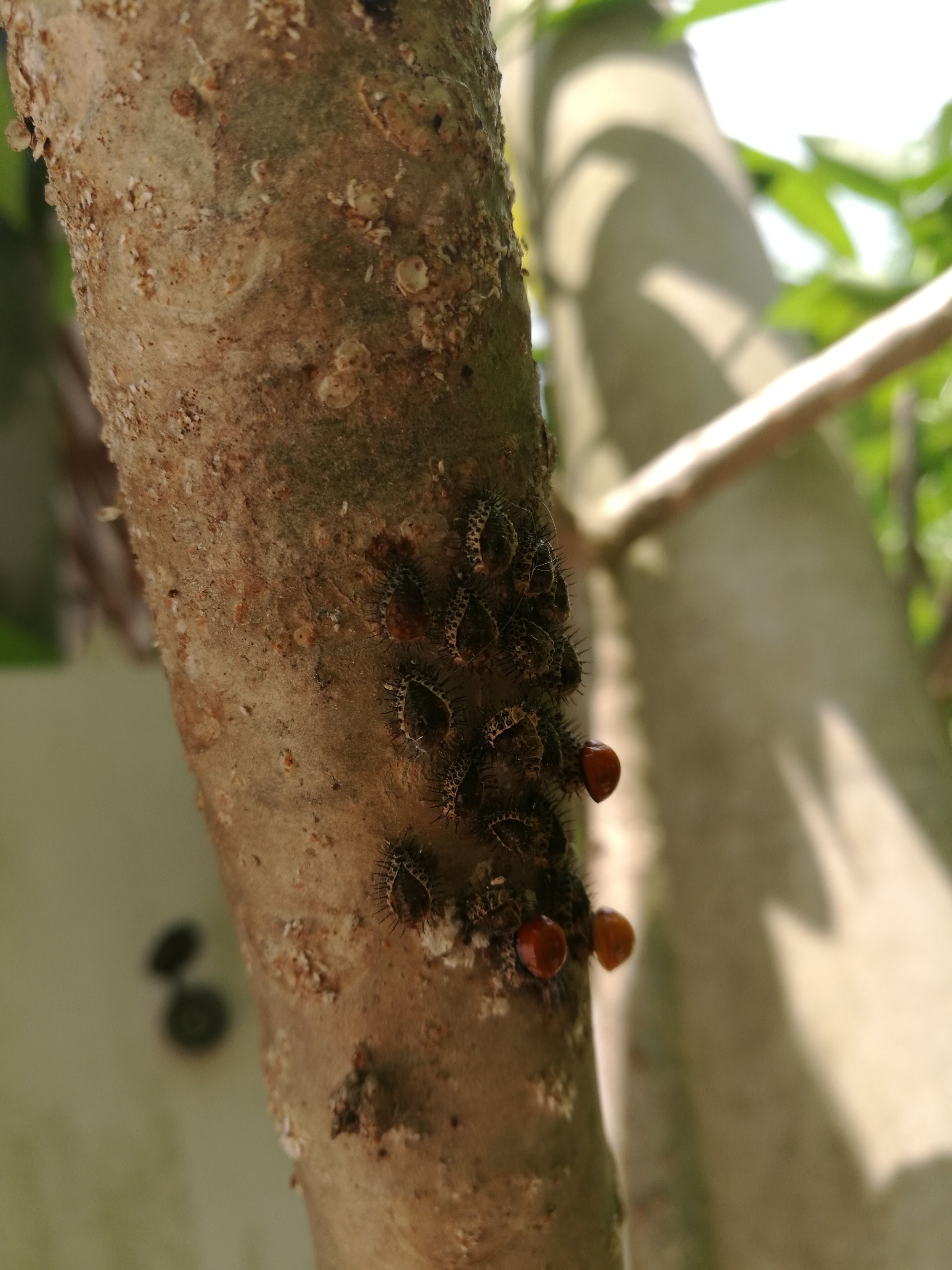 最近发现了一种可爱的小虫虫,有人认识吗?