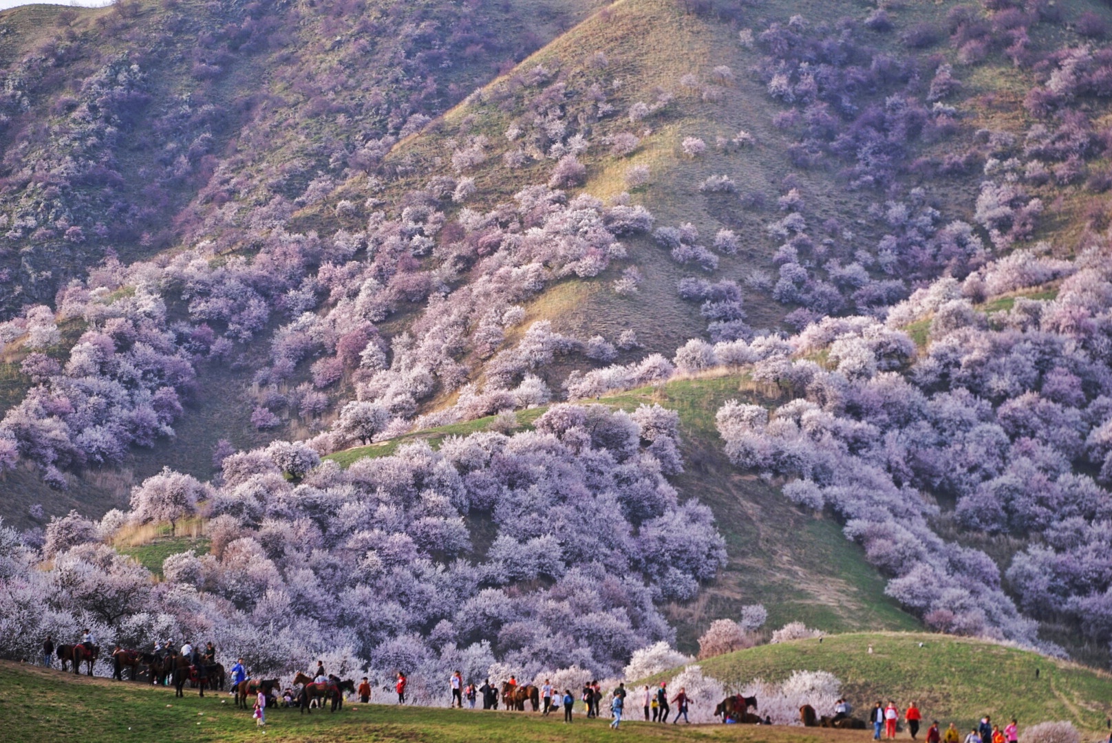 【随拍】新疆伊犁吐尔根杏花沟
