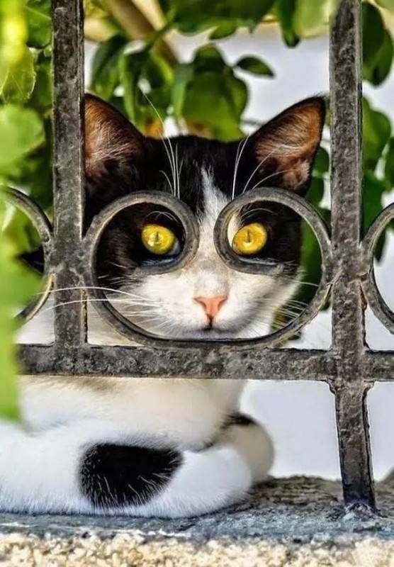 沙雕猫咪 魔性图片