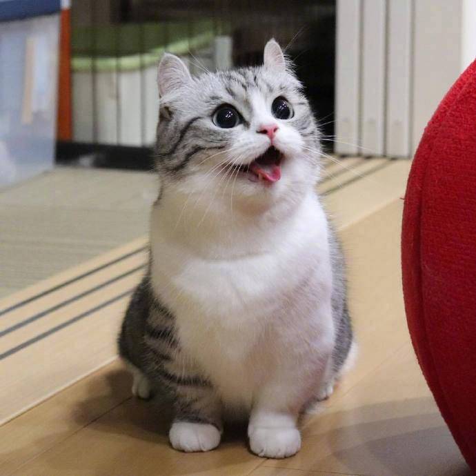 分享猫咪沙雕图和表情包