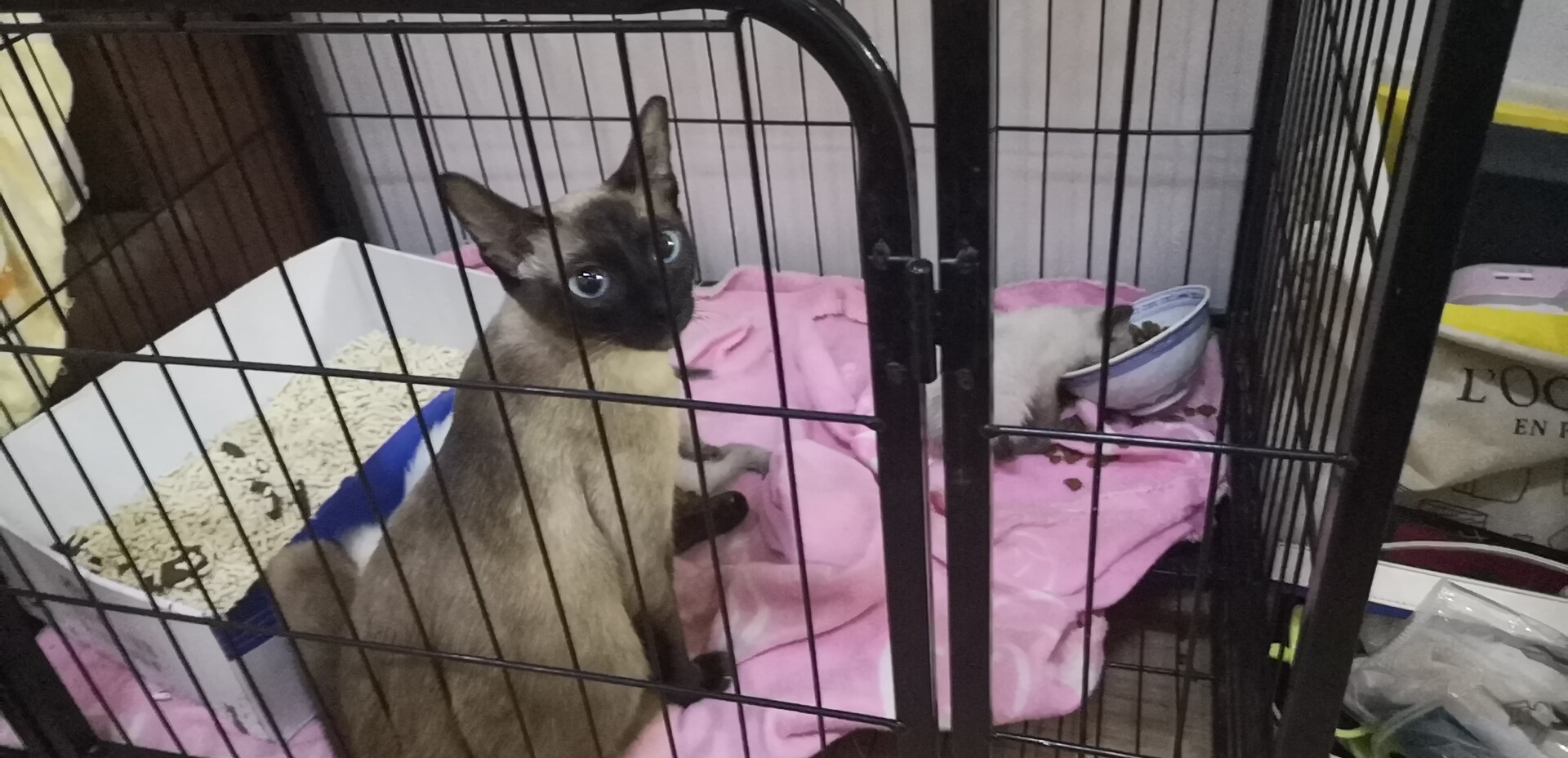 什么是舔狗模式 1.5584571364613378E9.png