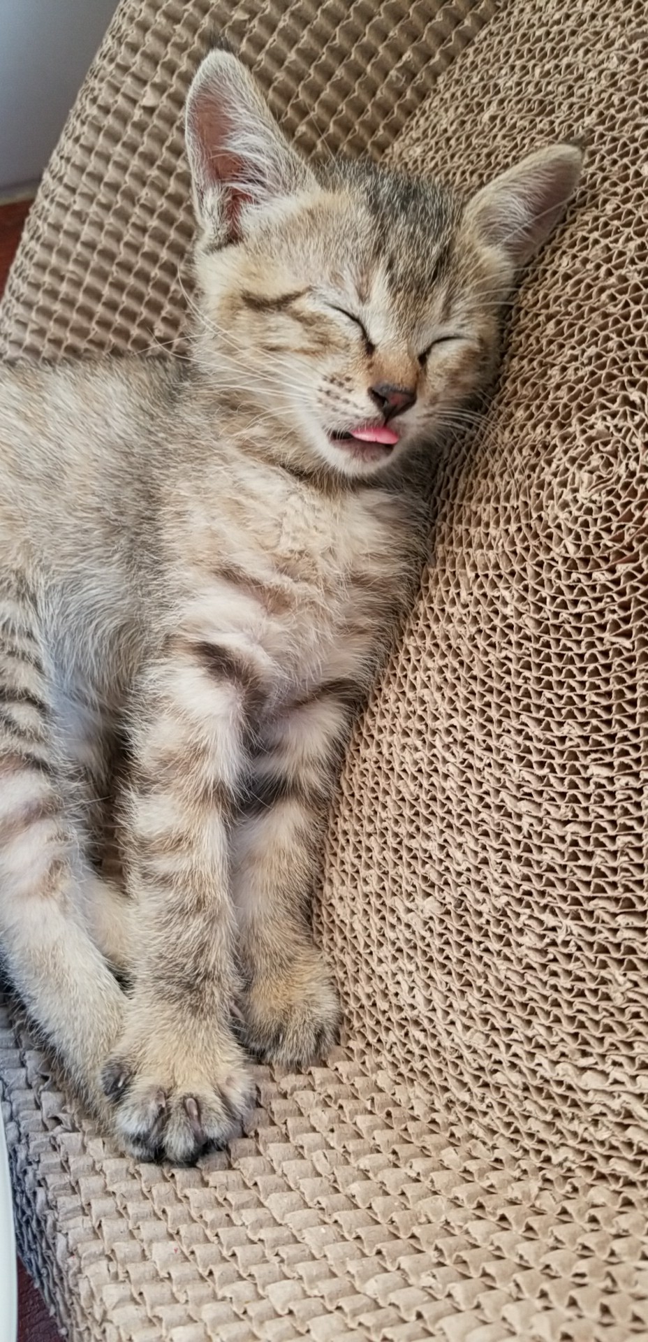 (狸花猫)偷拍我家小姑娘睡觉