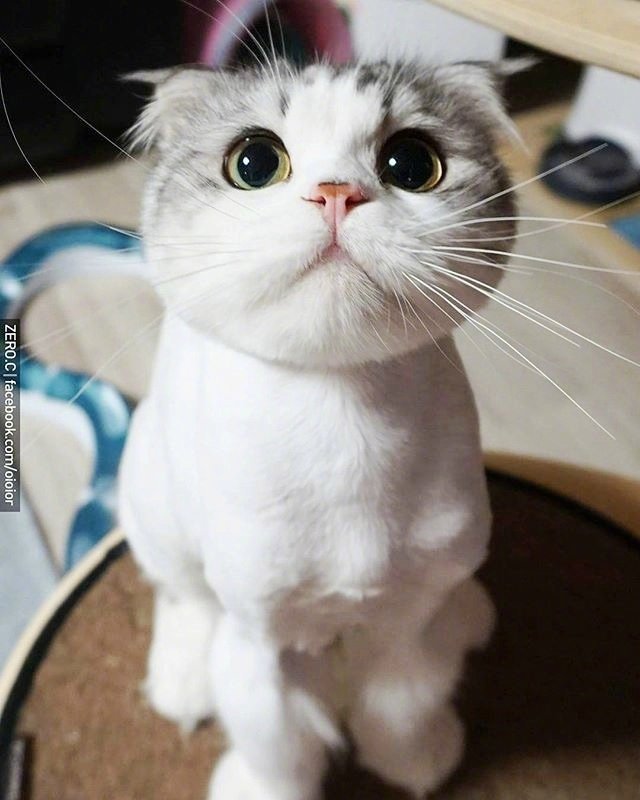 今日萌图丿丿丿丿犭犭犭犭犭犭犭猫