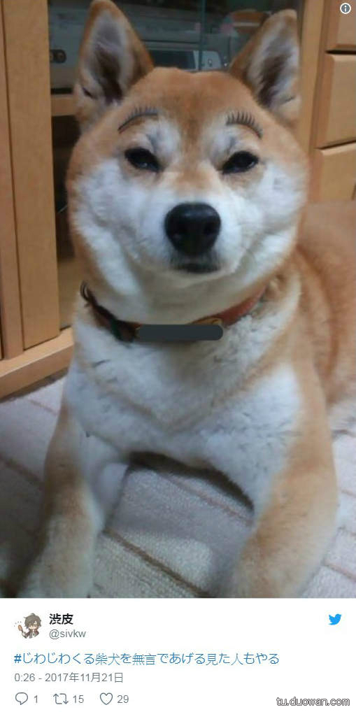 像你这么眉清目秀的柴犬已经不多了 别忘了评论香蕉收藏