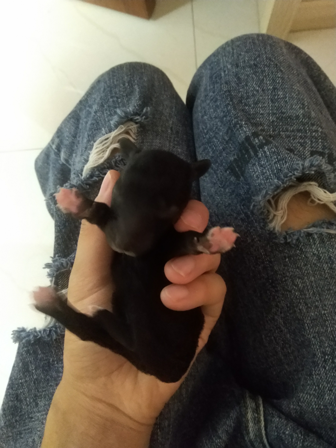 贝灵顿梗小羊肖恩点赞05