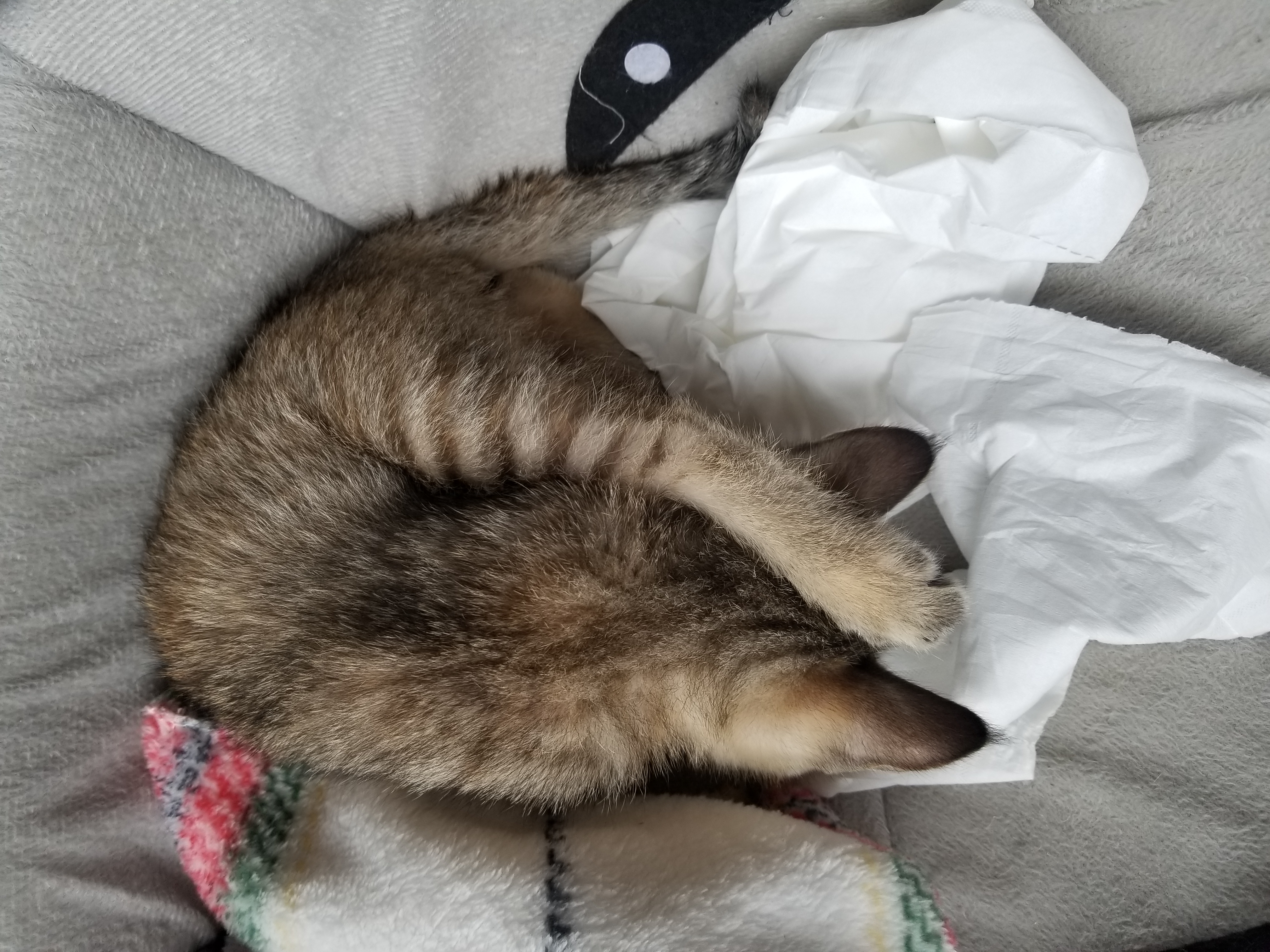 《狸花猫》我家小公主的睡姿