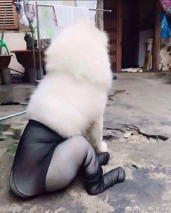 当萨摩耶穿上丝袜