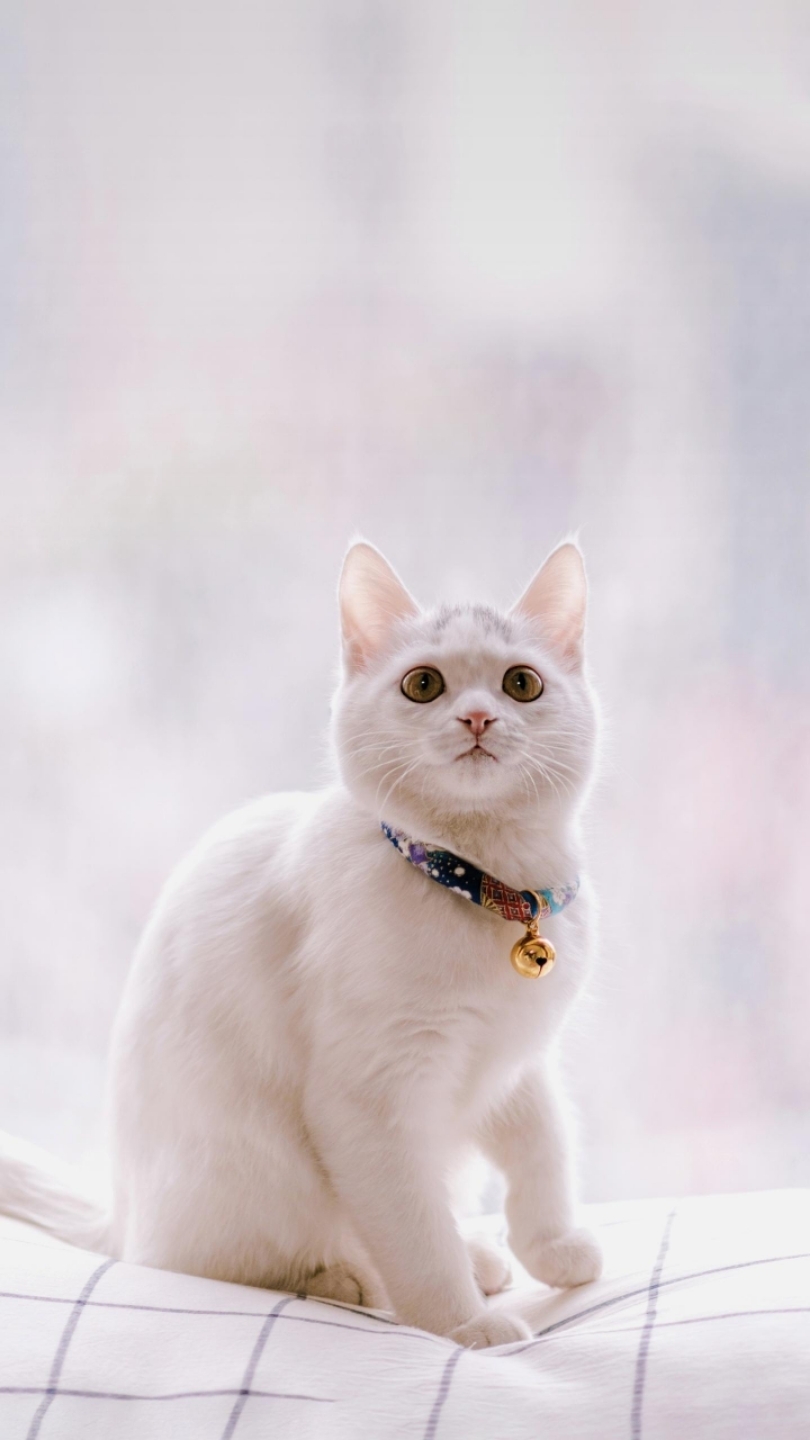 萌宠图狗猫合辑