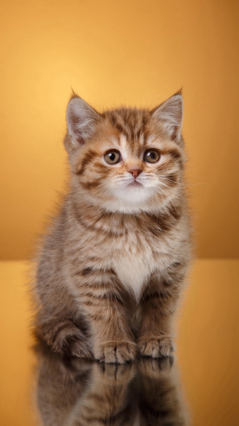 萌宠图狗猫合辑