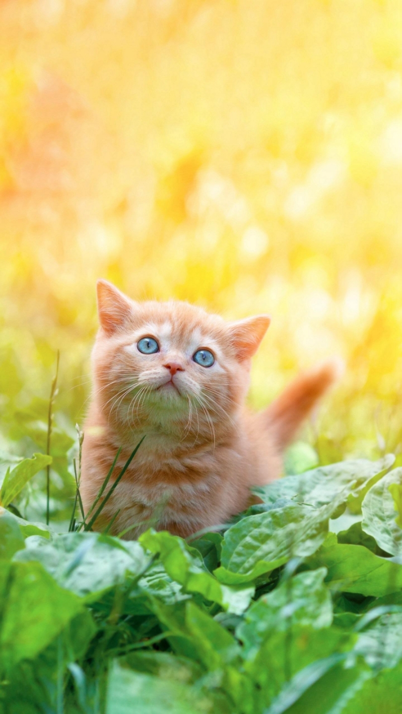 萌宠图狗猫合辑