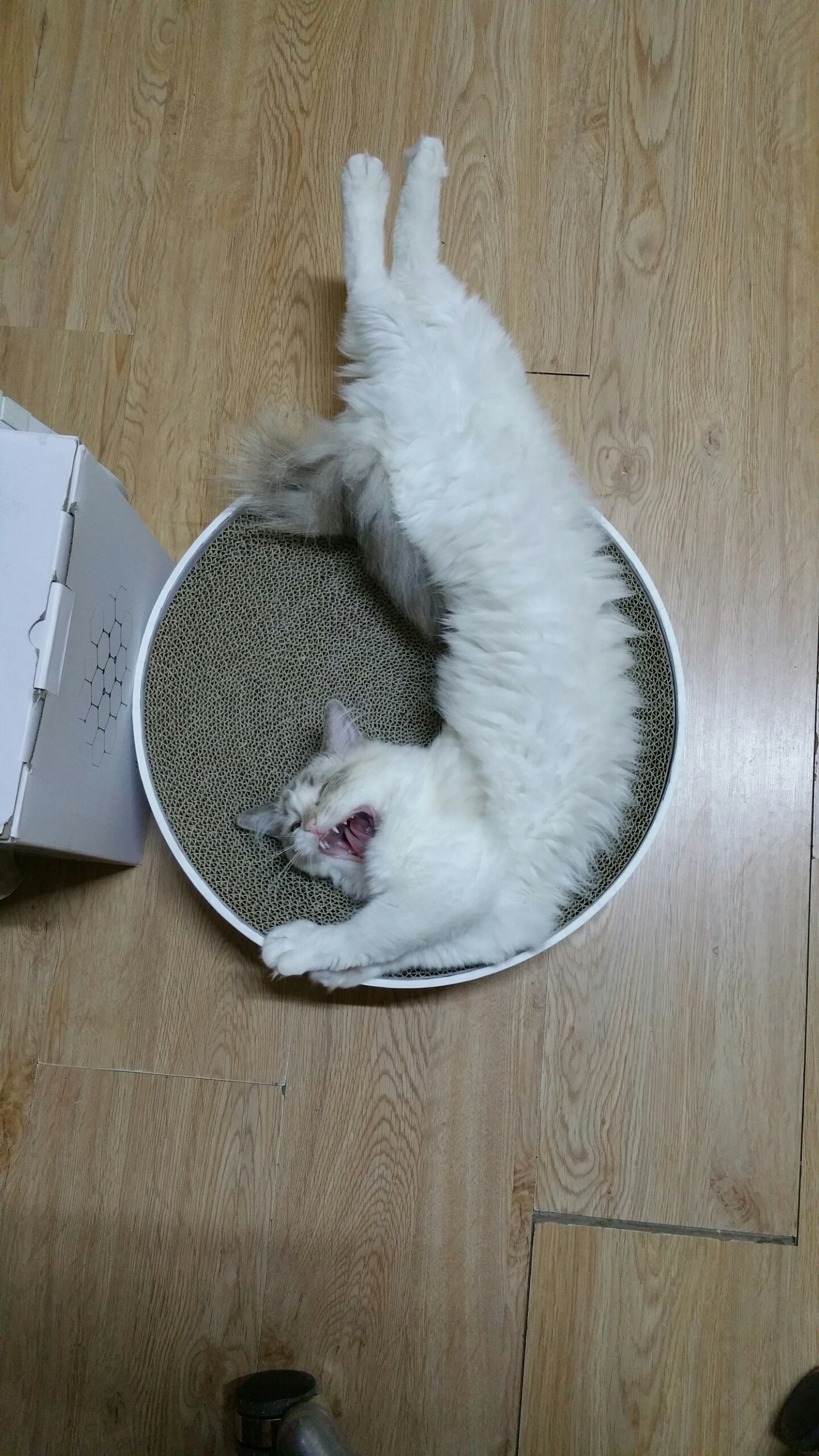 【布偶猫】睡觉睡嗨了