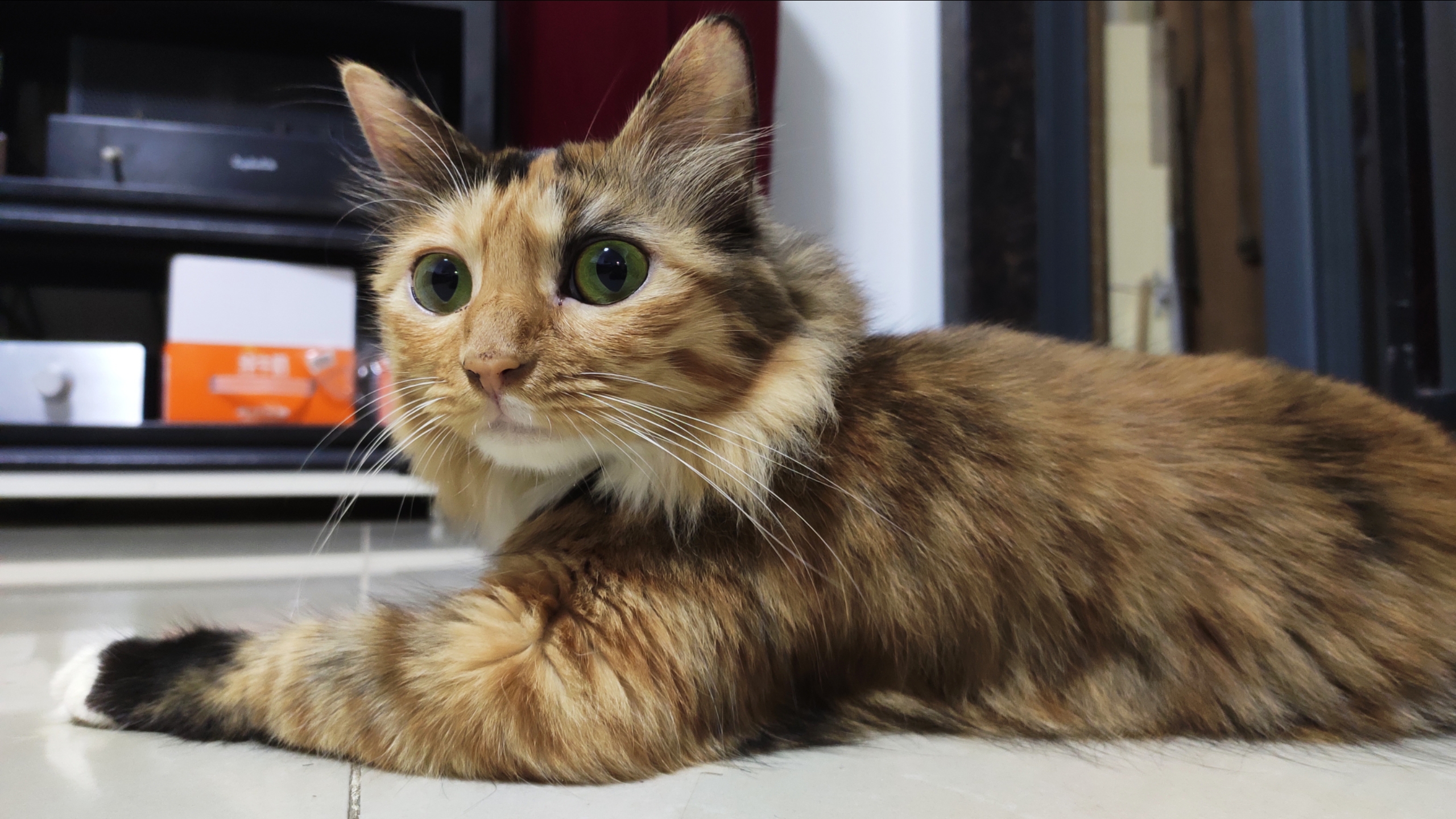 小玳瑁猫的新照片