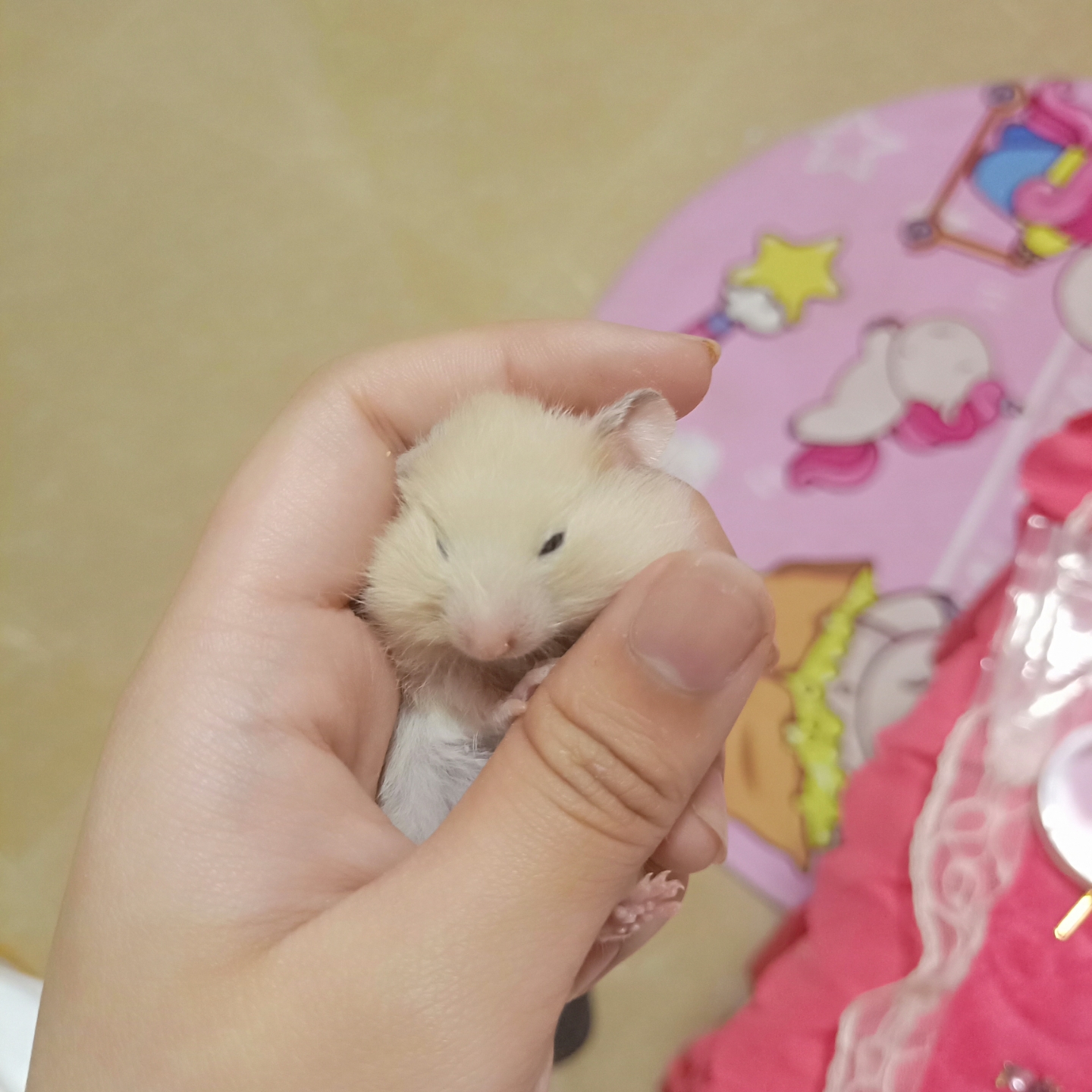 纪念一下仓鼠小时候的样子吧