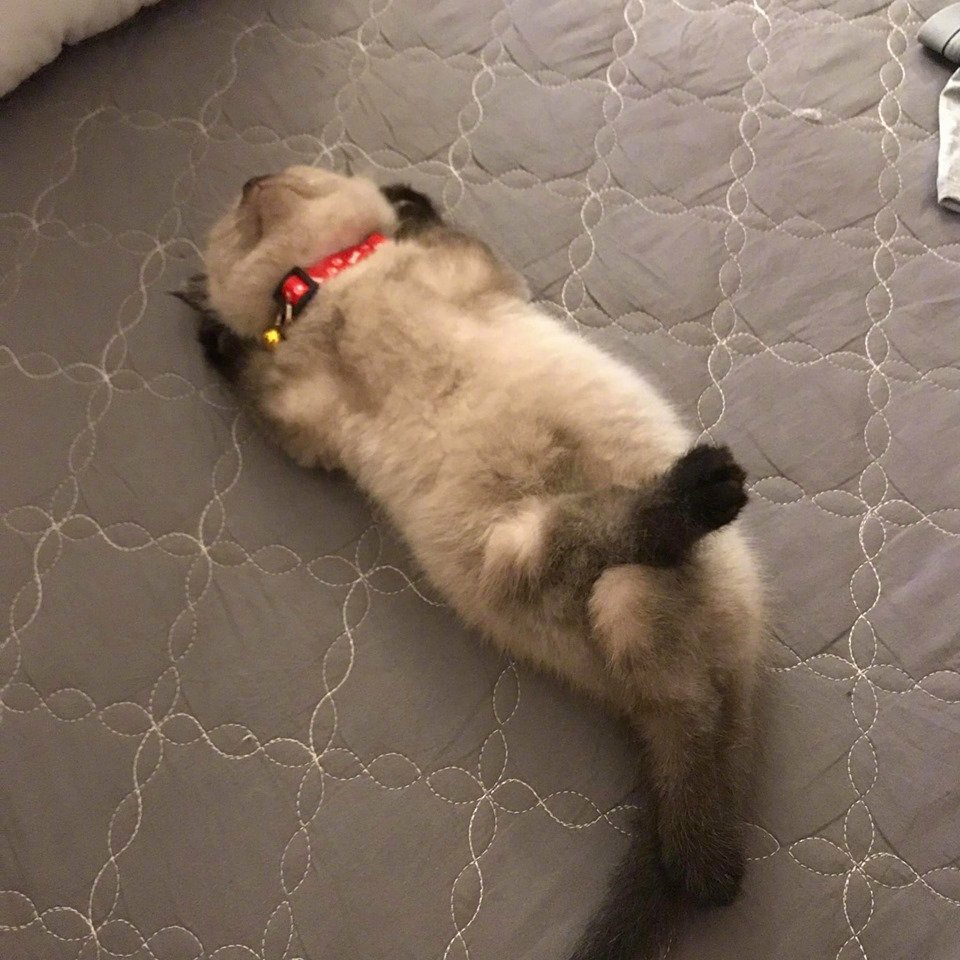 【今日萌图】哈士奇将小主人的暑假作业全部咬碎,小主人痛苦不堪!