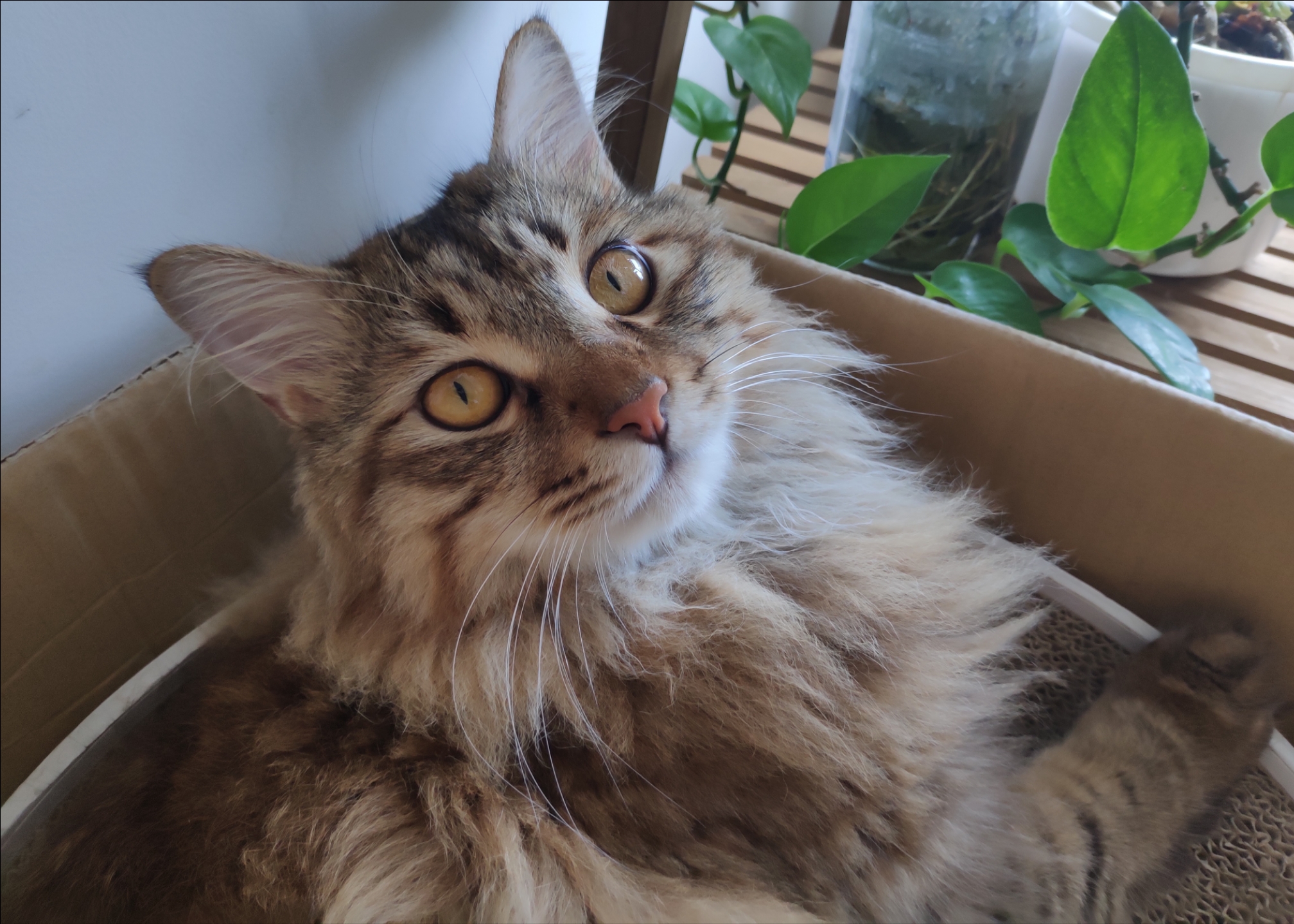 为猫猫写诗