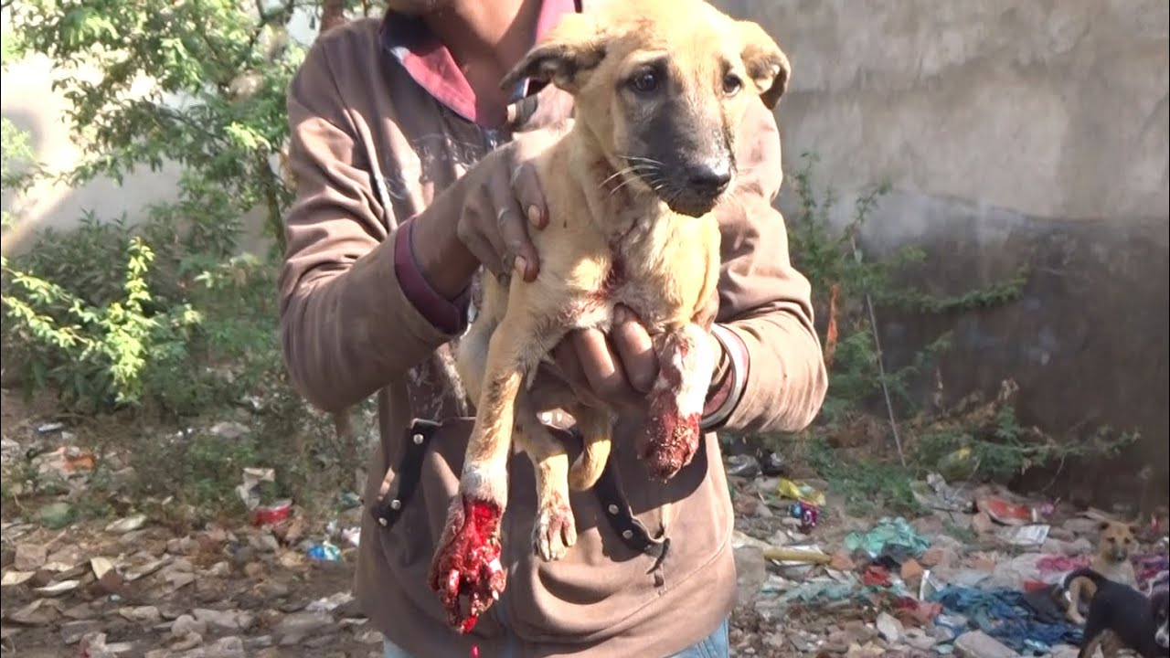 触目惊心!一只流浪狗腿部严重受伤,还好有这么一群天使