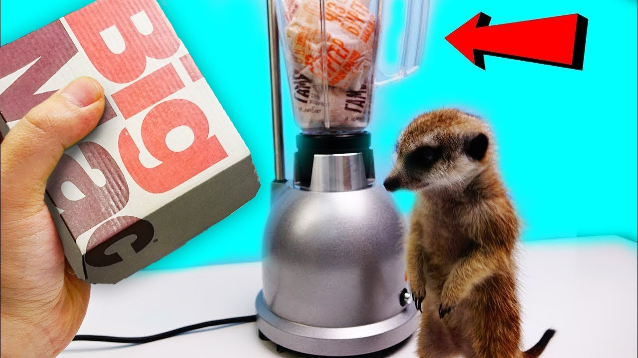 油兔不二字幕组