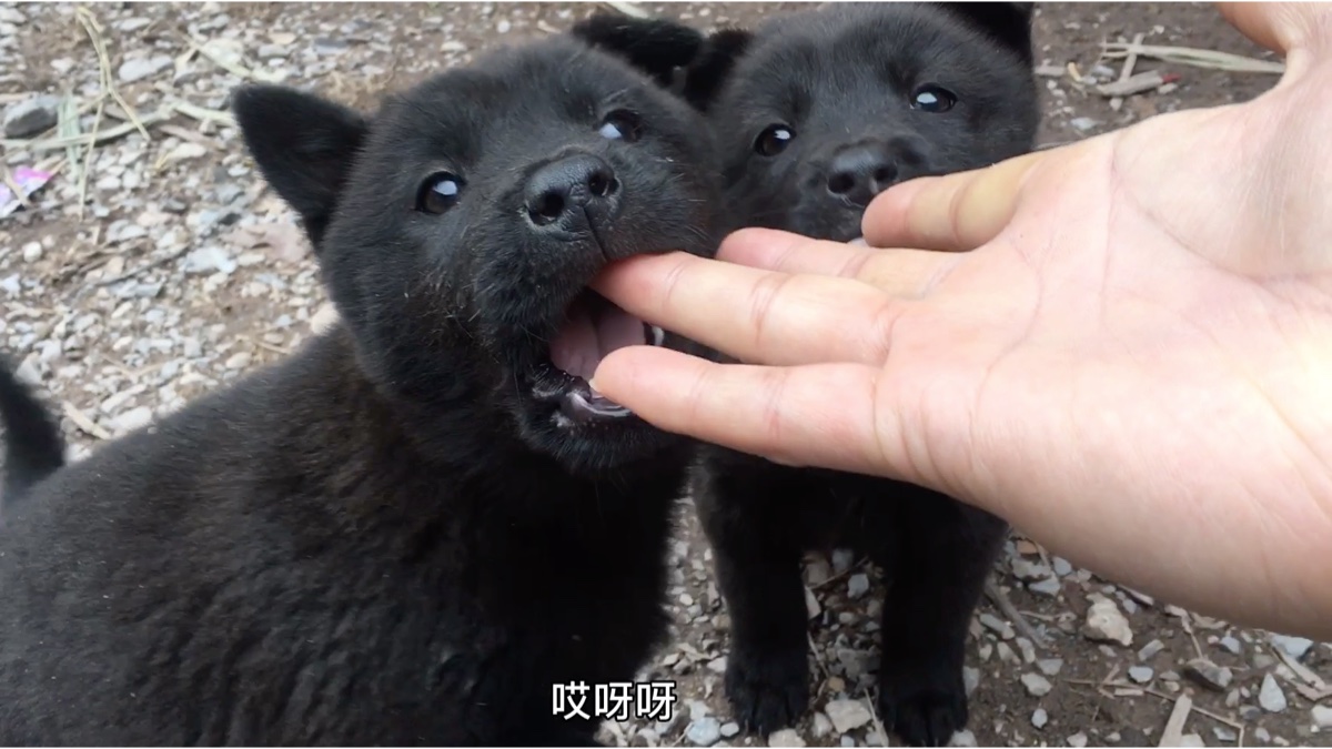 地獄雙頭犬,純黑果蝠,純黑中華田園犬,狂啃我的手