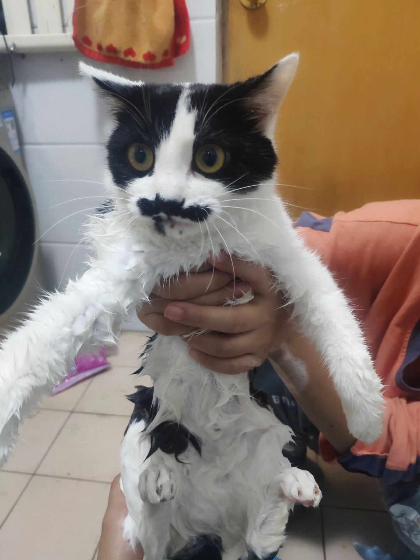 想看大伙的猫 电棍的皮克斯除外 - acfun弹幕视频网 - 认真你就输啦