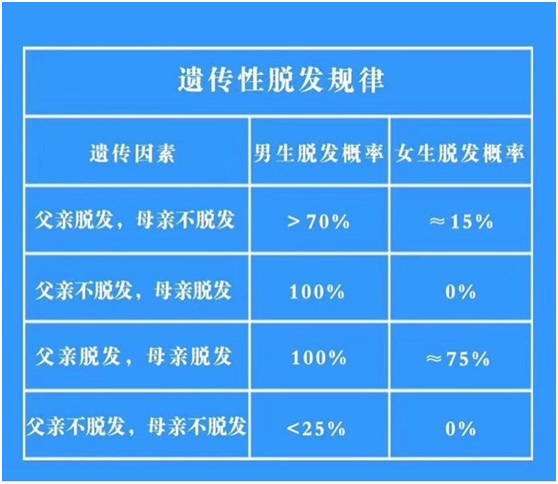 秃顶基因的遗传图解图片