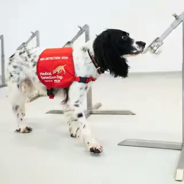 检测新方法 英国科学家计划训练狗来嗅出新冠肺炎感染者