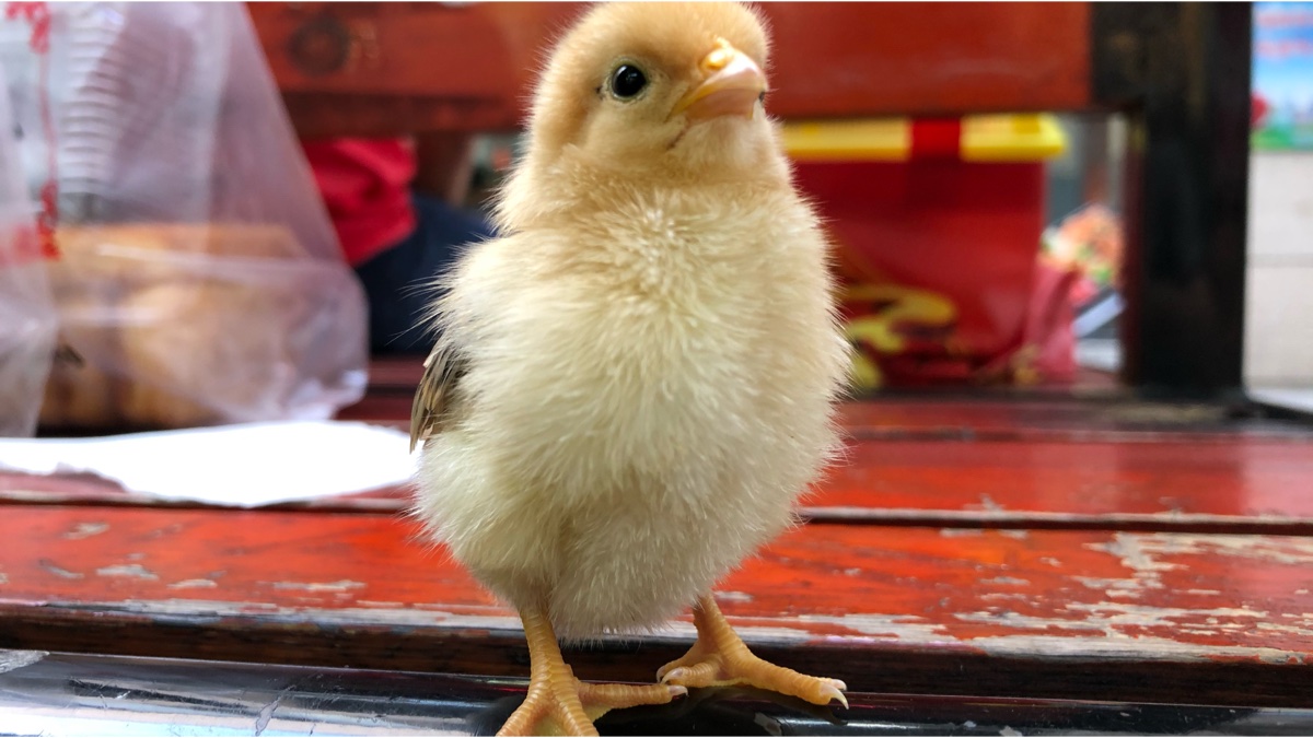 宠物鸡静静日常之走近憨憨小鸡崽