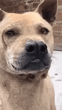 2020-6-25小白彩爬2020-6-2564盛世美颜贾队长61大威天龙~!