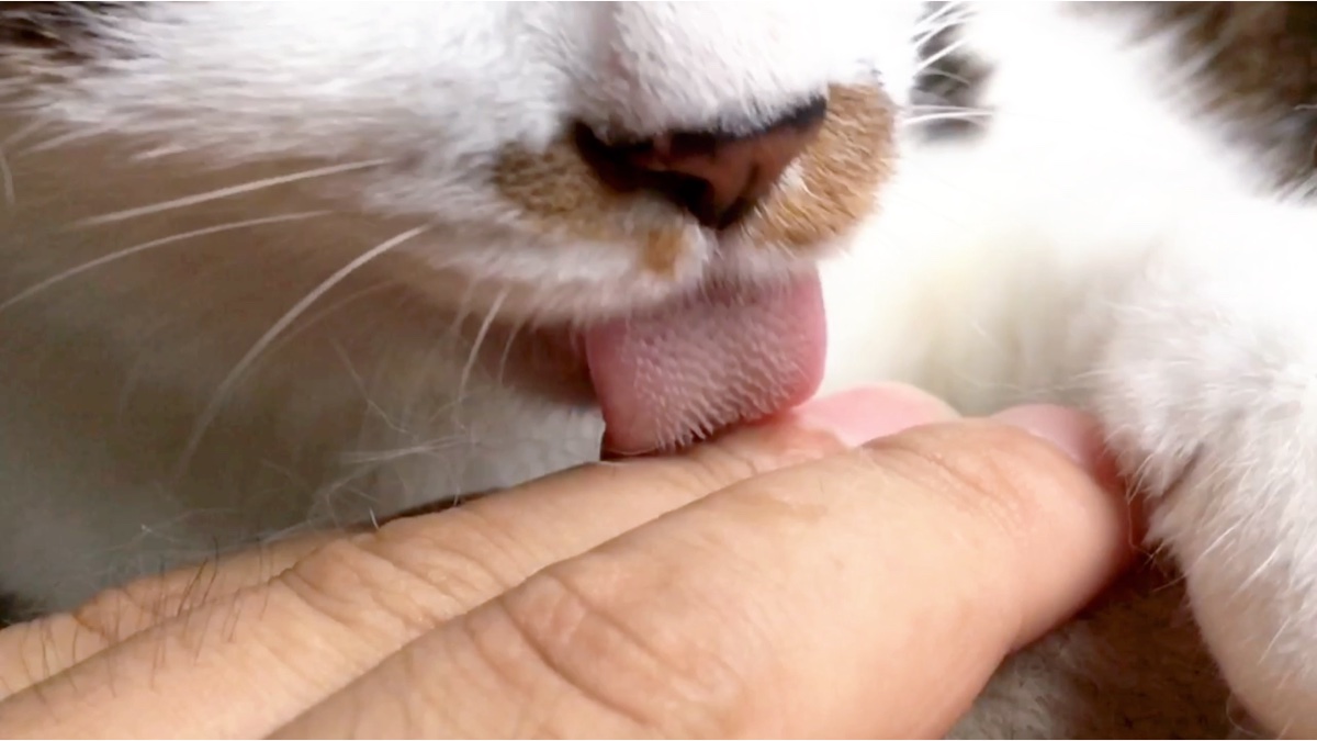 猫舌头有刺舔手像砂纸感觉怪舒服的