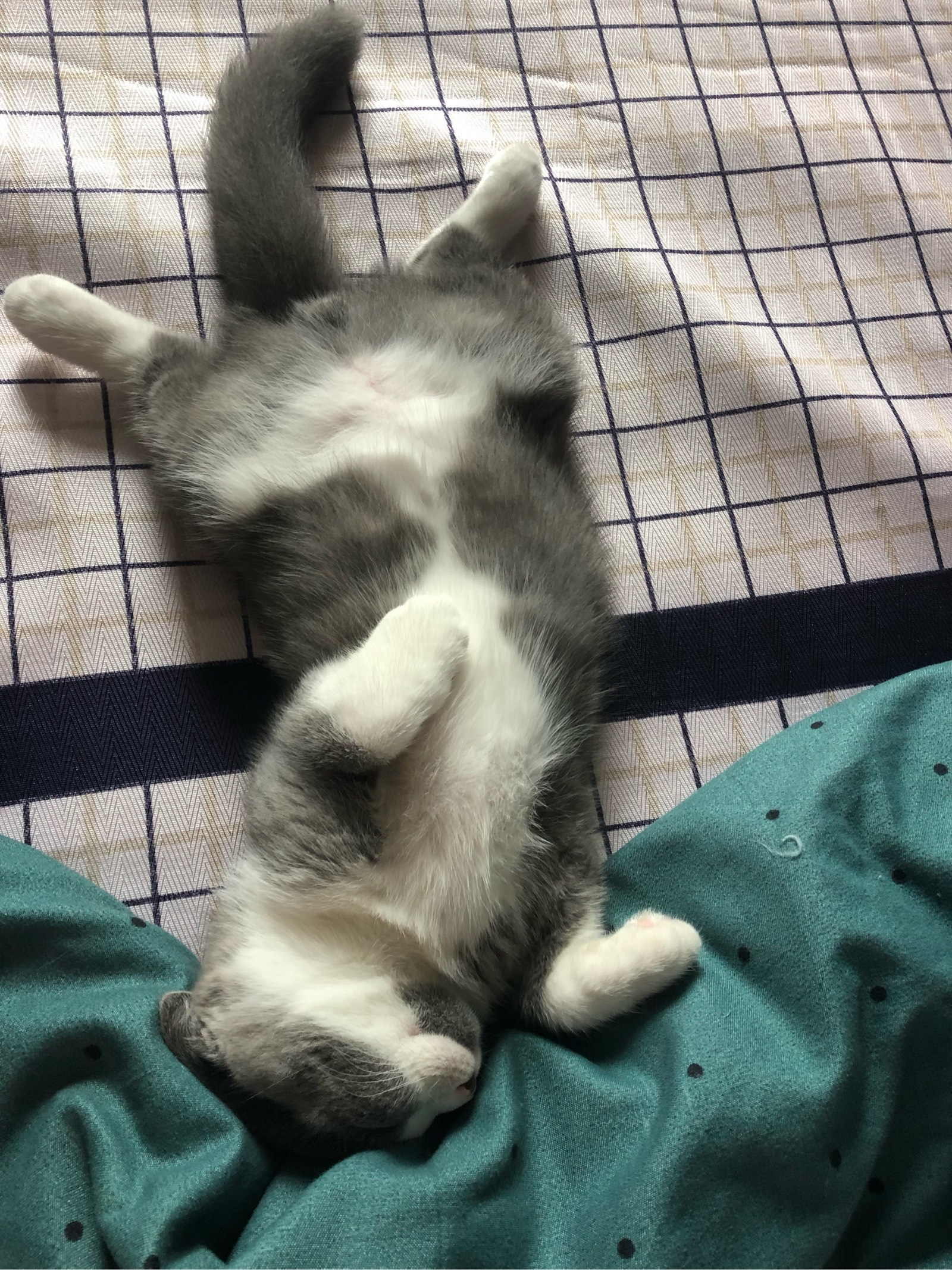 龙腾网 猫感到幸福时展示出来的10个动作