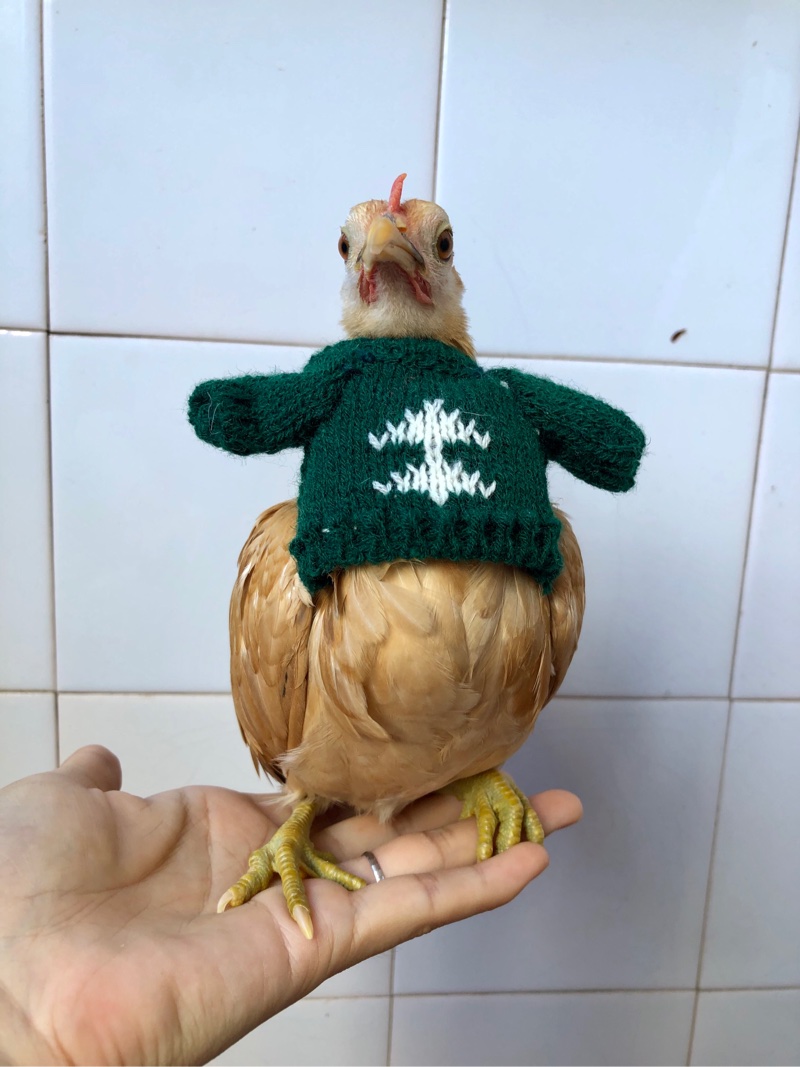 宠物鸡静静换装性感鸡儿在线换衣裳