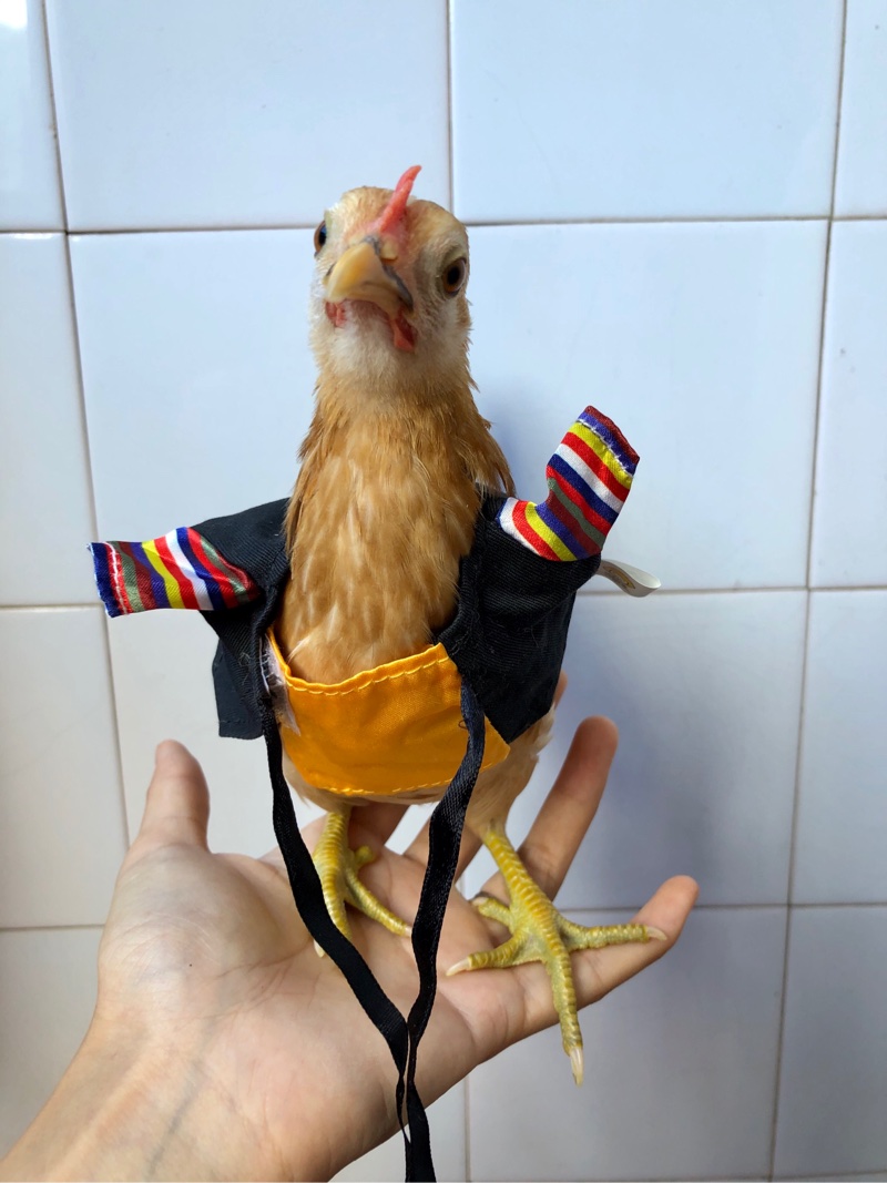 宠物鸡静静换装性感鸡儿在线换衣裳