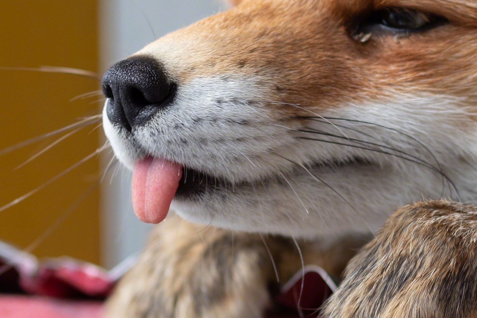 小狐狸可爱加倍略略略啃鸡爪古德猫宁奶奶和柴犬fuku 67可可爱爱