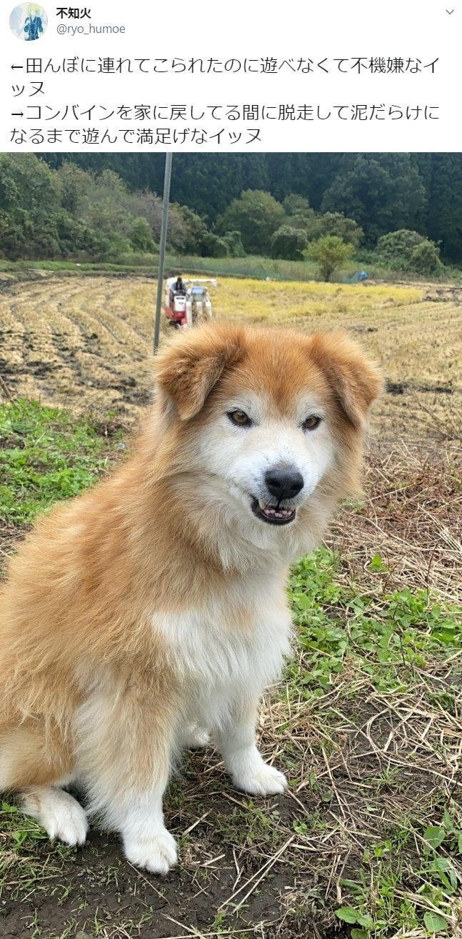 今日萌图 与猫生活的10个辛苦之处 Acfun弹幕视频网 认真你就输啦 W ノ つロ