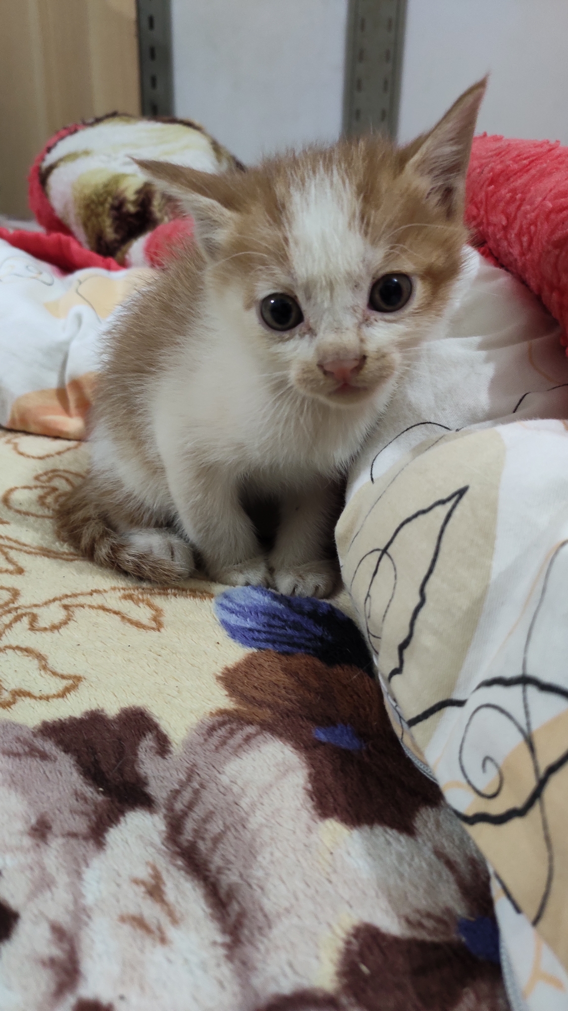 中华田园猫我现在有两只两个月大幼猫找人领养