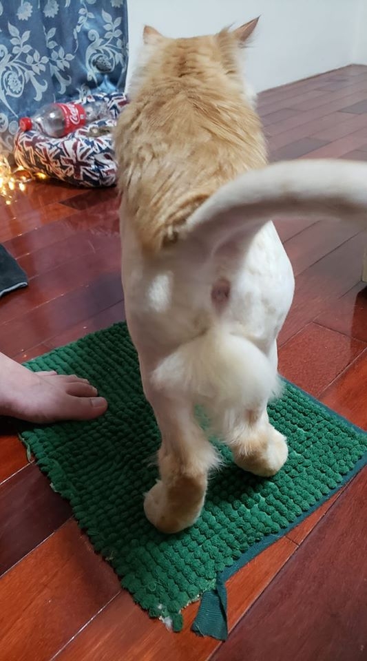 今日萌图这就是一边拉屎一边玩手机的我6767