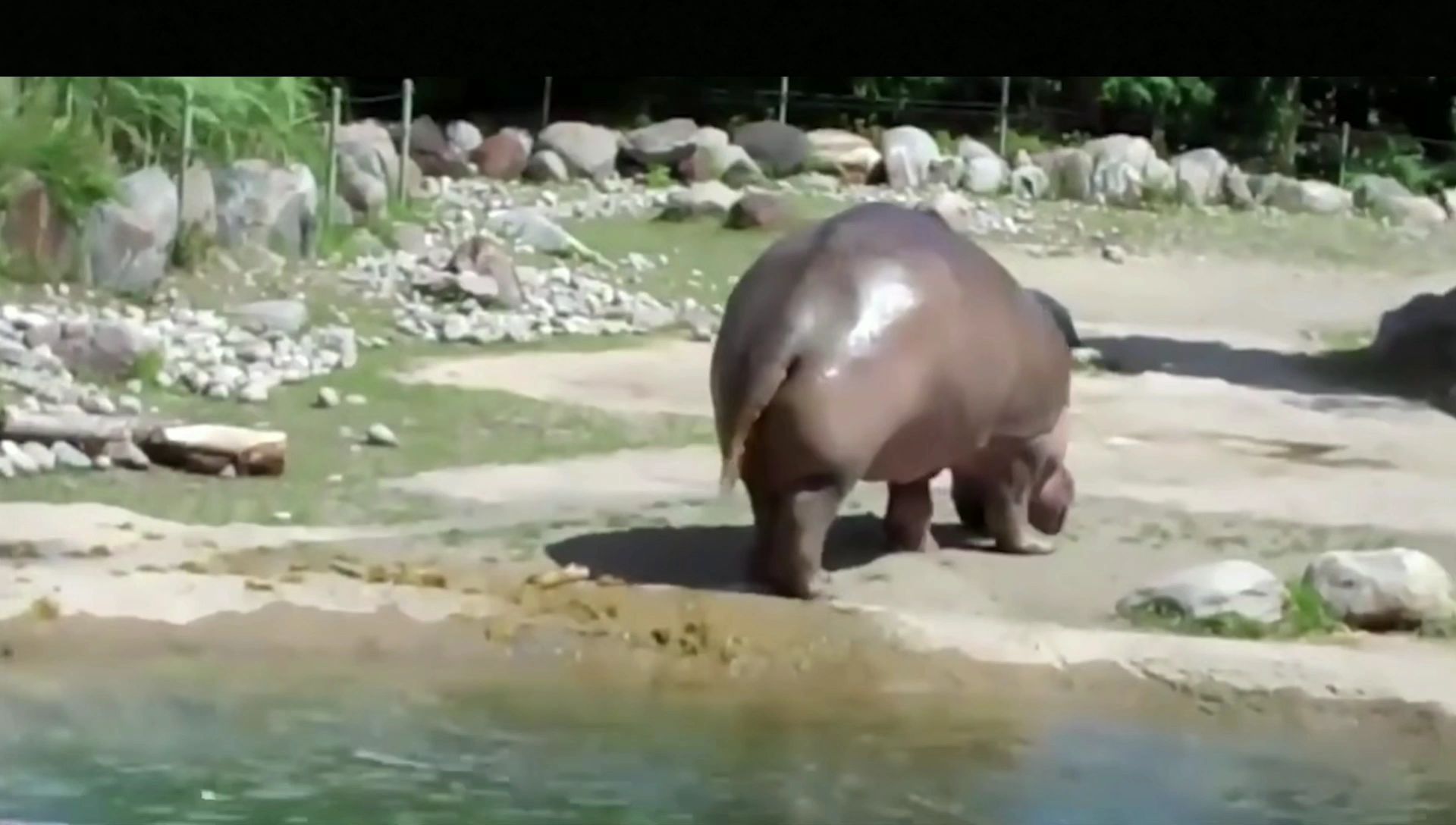 河马放屁 惊天动地