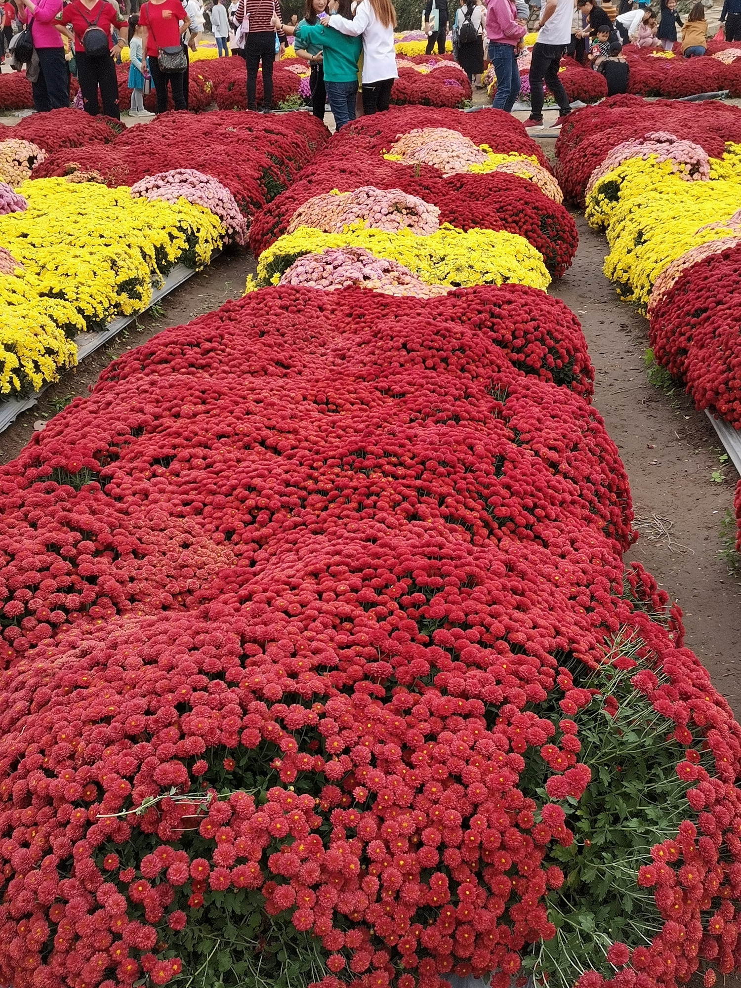 泉州鲜花港菊花展