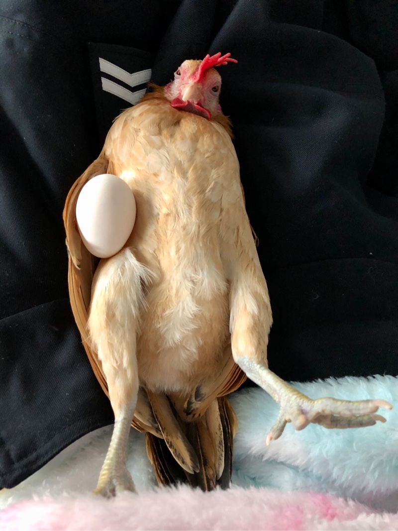 宠物鸡静静日常发点鸡儿近期陪玩照