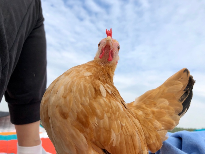 宠物鸡静静日常发点鸡儿近期陪玩照